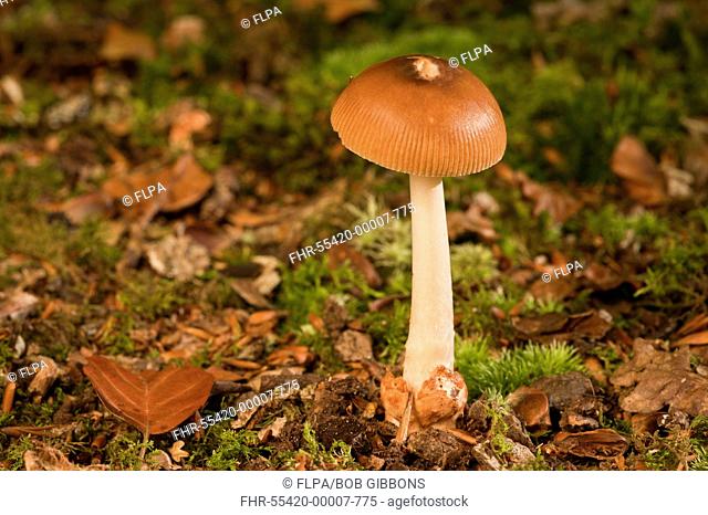 Tawny Grisette Amanita fulva fruiting body, growing under beech trees, New Forest, Hampshire, England, september