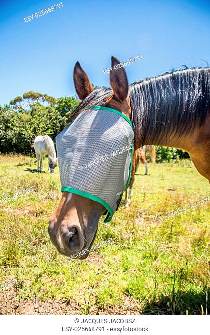 Portrait of a horse wearing a fly net over the face to protect if from irritating flies in the eyes