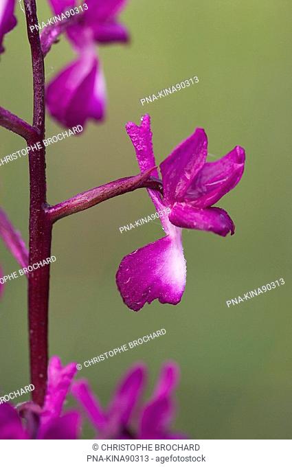 Lax-flowered Orchid Orchis laxiflora - Olonne-sur-Mer, Vendee, Pays de la Loire, France, Europe