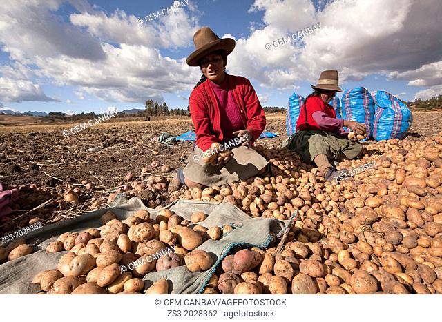 Indigenous women of Sacred Valley picking up potatoes, Cuzco, Peru, South America