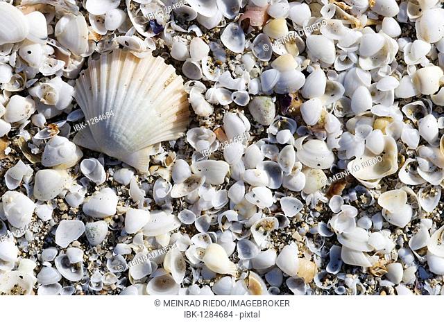 Shells washed ashore, beach of Peniscola, Costa Azahar, Spain, Europe