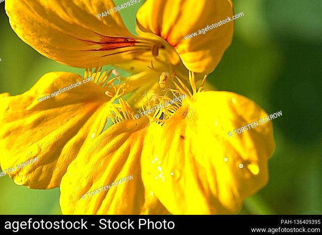 October 13th, 2020, Schleswig, wild growing small nasturtiums (Tropaeolum minus) with yellow flowers on a roadside Nasturtiums (Tropaeolum) are the only genus...
