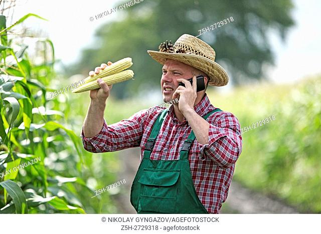 Russia. Belgorod region. Male farmer in a corn field
