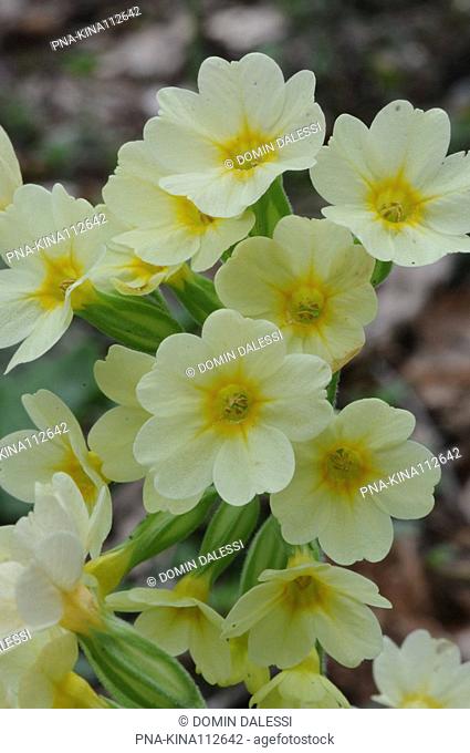 Oxlip Primula elatior - Limburg, The Netherlands, Holland, Europe