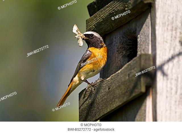 common redstart Phoenicurus phoenicurus, male at nesting box with prey in its beak, Germany, Baden-Wuerttemberg