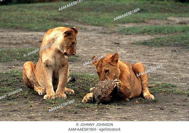 Lions (Panthera leo) play w/ leopard tortoise, Serengeti NP, Tanzania, Africa