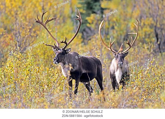 Karibubullen stehen in der herbstlichen Tundra - (Alaskakaribu) / Bull Caribous standing in the autumnally tundra - (Porcupine Caribou - Grants Caribou) /...