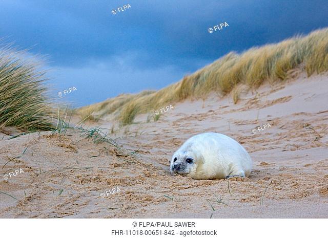 Grey Seal Halichoerus grypus one-two week old whitecoat pup, resting in sand dunes, with approaching stormclouds, Norfolk, England, november