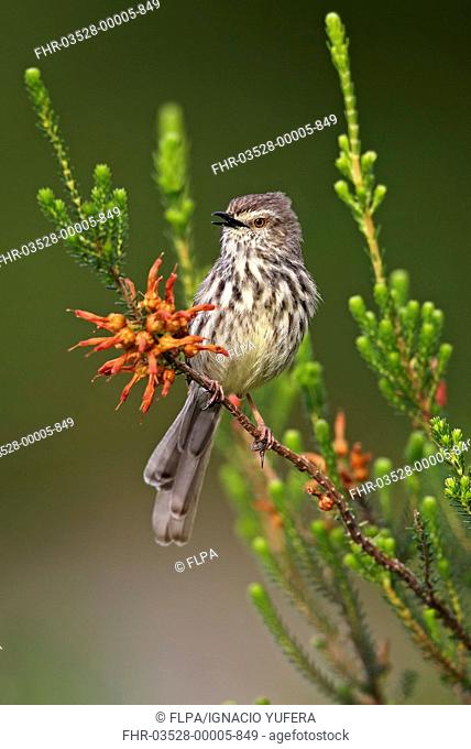 Karoo Prinia Prinia maculosa adult, calling, perched on stem, Cape Town, Western Cape Province, South Africa, September