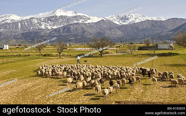 Spring in Crete, plateau, meadow, field, flock of sheep, shepherd, trees, snow-capped mountains, Dikte Massif, Lassithi, East Crete, island of Crete, Greece