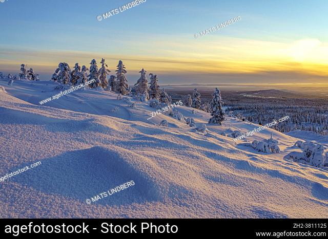 Winter landscape at sunset with colorful sky and plenty of snow on the trees, Swedish Lapland, Sweden