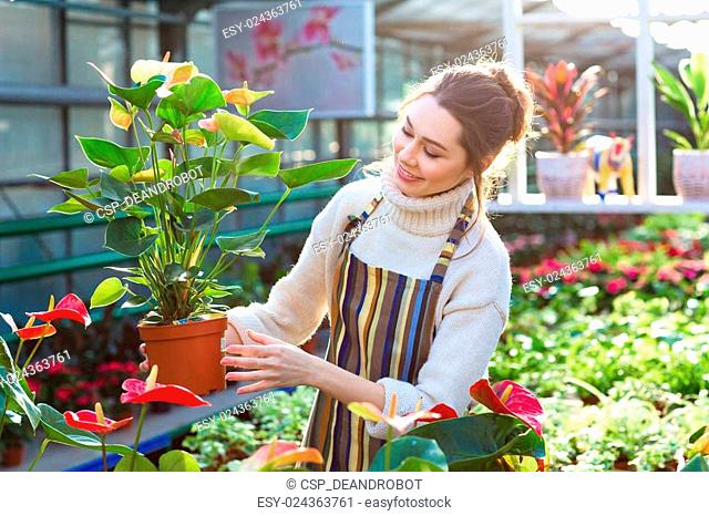 Lovely happy young woman gardener choosing flower pot with anthuriums
