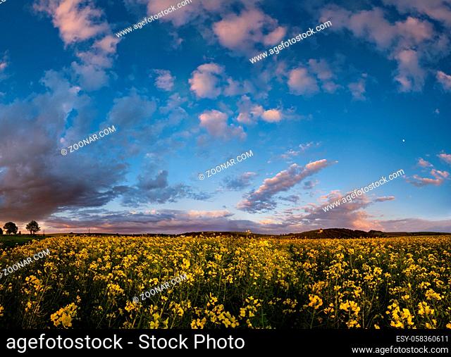 Spring rapeseed evening dusk view, cloudy sunset sky with Moon and rural hills. Natural seasonal, weather, climate, countryside beauty concept high resolution...
