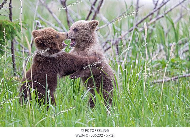 USA, Alaska, Lake Clark National Park and Preserve, Playing Brown bears (Ursus arctos), young animals