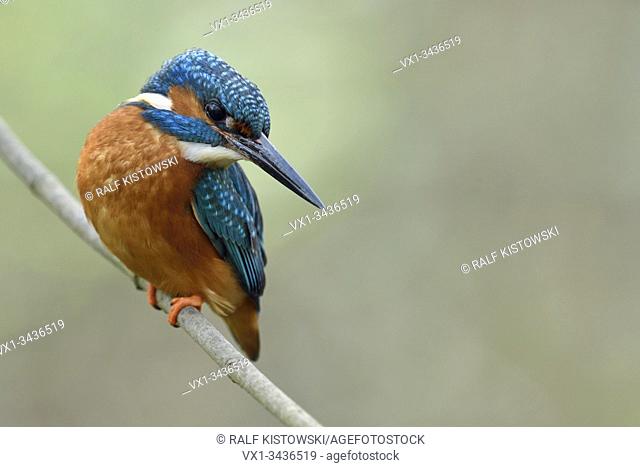 Eurasian Kingfisher ( Alcedo atthis ), male, perched on a branch for hunting, tensed, turning its head back, nice view, wildlife, Europe