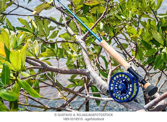 saltwater fly fishing rod in mangrove -Caribbean sea- los roques venezuela