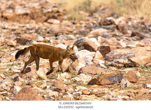 Dhole, Red Dog, Asiatic Wild Dog (Cuon alpinus). Adult moving, Tadoba-Andhari Tigerreservat, Maharashtra, India