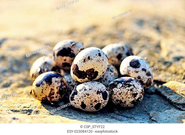 Group of quail eggs