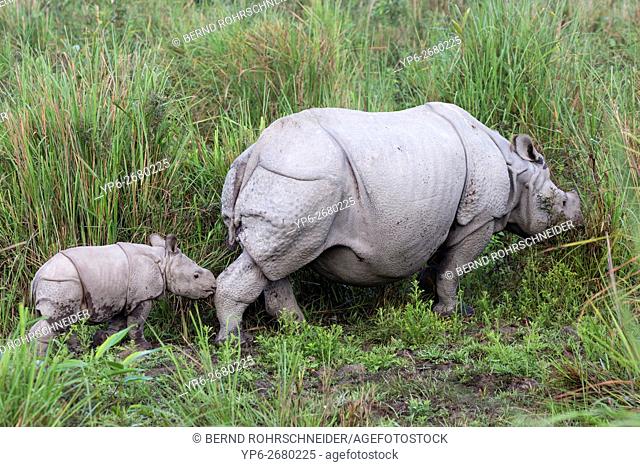 Indian rhinoceros (Rhinoceros unicornis), female with young, threatened  species, Stock Photo, Picture And Rights Managed Image. Pic. YP6-2680225 |  agefotostock