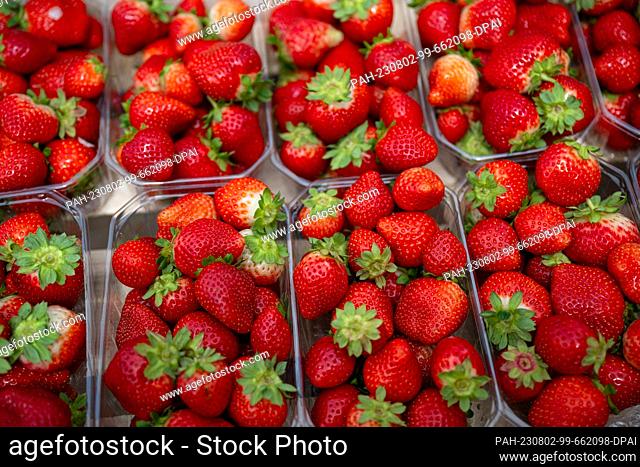 01 August 2023, Lower Saxony, Visbek: Freshly harvested strawberries of a remontant (ever-bearing) variety. Photo: Sina Schuldt/dpa