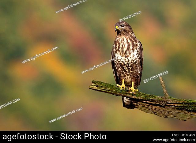 Proud common buzzard, buteo buteo, sitting on branch in summer. Majestic bird observing surrounding on bough with moss. Feathered animal looking on wood from...