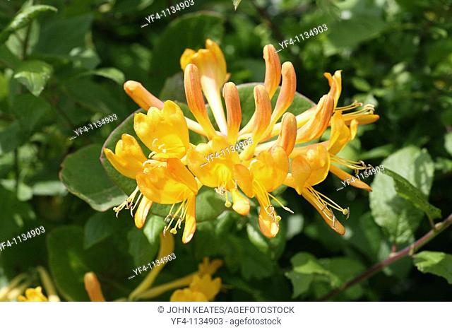 A close up of a yellow Honeysuckle lonicera flower