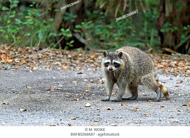 common raccoon (Procyon lotor), juvenile on the ground, USA, Florida, Fort de Soto