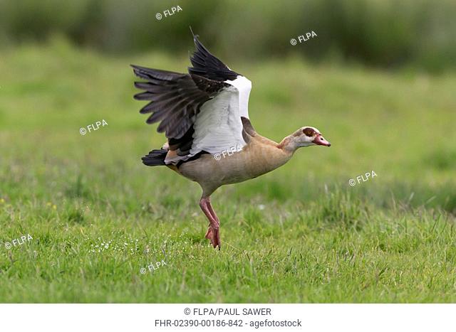 Egyptian Goose (Alopochen aegyptiacus) introduced species, adult, in flight, taking off from marsh, Suffolk, England, June