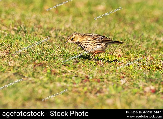 11 April 2023, Lower Saxony, Wangerooge: 11.04.2023, Wangerooge. A meadow pipit (Anthus pratensis) stands on a dike of the East Frisian island Wangerooge on a...
