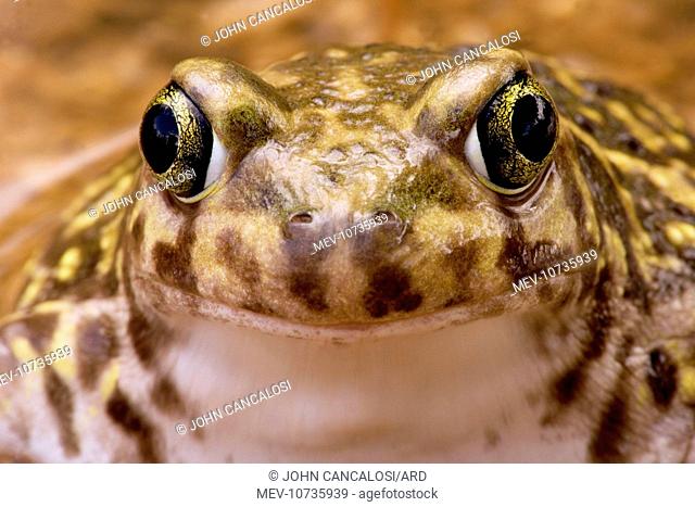 Couch's Spadefoot - Close-up of face (Scaphiopus couchii)