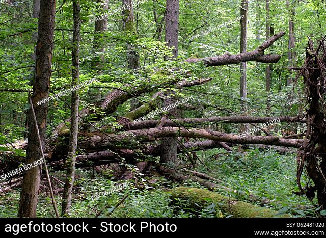 Alder tree deciduous stand in summer with lots of dead tree lying, Bialowieza Forest, Poland, Europe