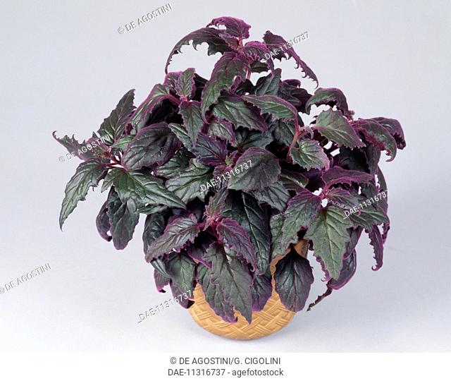 Sabungai (Gynura procumbens), Asteraceae