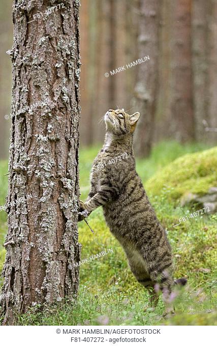 Scottish Wildcat (Felis silvestris) adult stood on back legs looking up pine tree, Scotland, UK