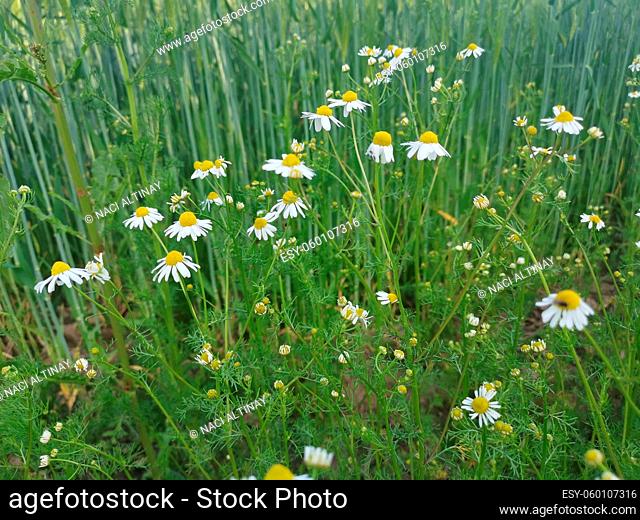 Real chamomile only when the white leaves are pointing downwards