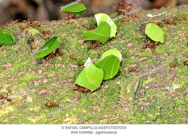 Leafcutter ants, a non-generic name, are any of 47 species of leaf-chewing ants belonging to the two genera Atta and Acromyrmex