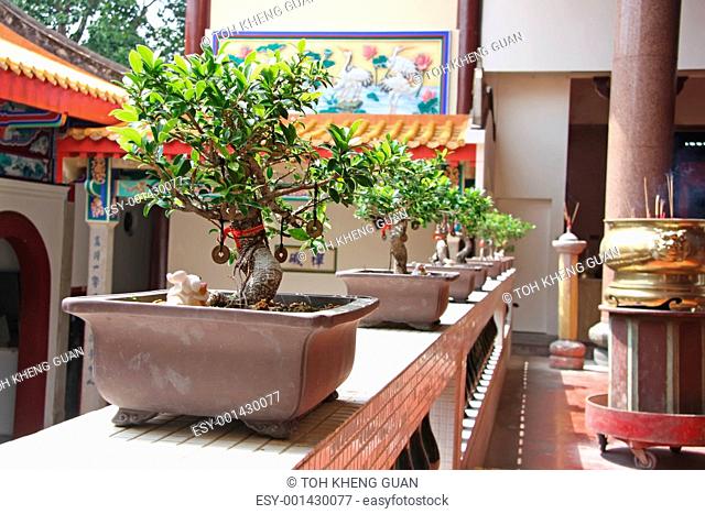 Plants in chinese temple