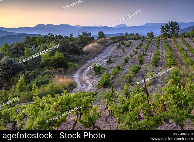Sunset in the vineyards of the Piteus wine estate, near Cardona village (DO Pla de Bages, Barcelona, Catalonia, Spain)