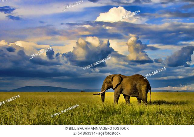 Masai Mara National Park Kenya Africa sunset with huge male elephant in sunset with tall golden grass in Masai Mara