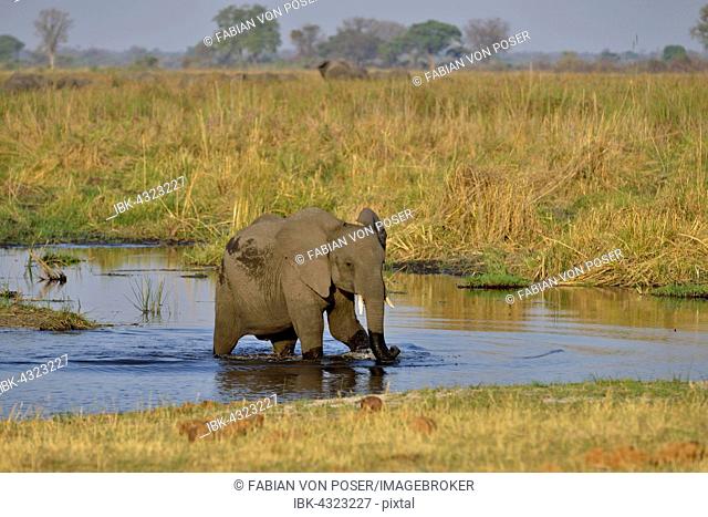 Elephant (Loxodonta africana), calf in the Cuando River, Bwabwata National Park, Zambezi Region, Caprivi Strip, Namibia