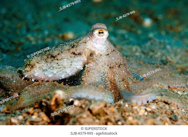 A veined octopus Octopus marginatus, also known as a coconut octopus, near Dili, East Timor