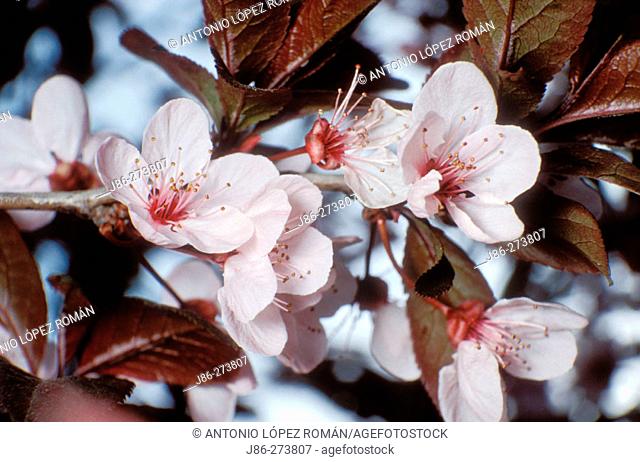 Cherry Plum (Prunus cerasifera) flowers