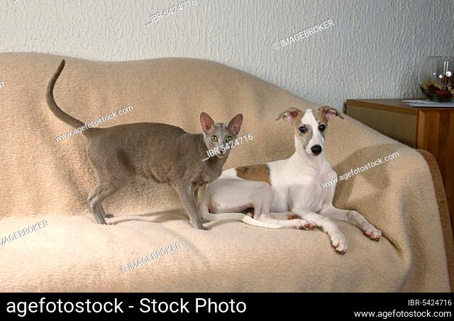 Oriental Shorthair Cat and Whippet puppy, OKH, Oriental Shorthair