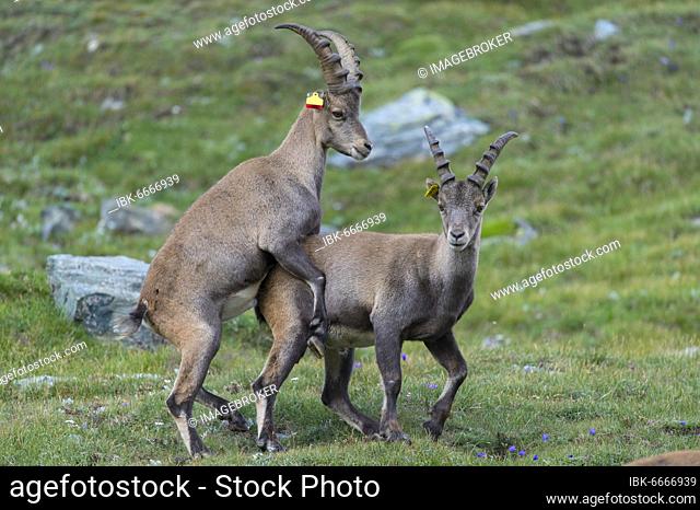 Young alpine ibex (Capra ibex), ibex, playful, mountain, Alps, Hohe Tauern National Park, Austria, Europe