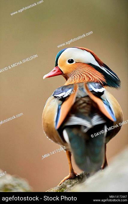 mandarin duck (aix galericulata), stands on a stone, bavaria, germany