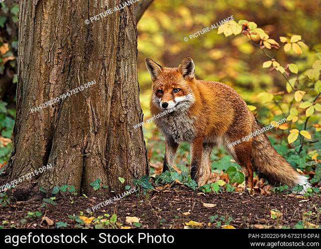 02 November 2022, Berlin: 02.11.2022, Berlin. An old capital fox (Vulpes vulpes), a male animal, stands in front of colorful leaves next to a tree on an autumn...