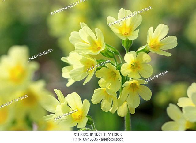 Flower, blossom, flourish, detail, cowslip, spring, macro, close-up, Primula veris, Switzerland, Europe, wood, forest, bright, close up, colorful, yellow