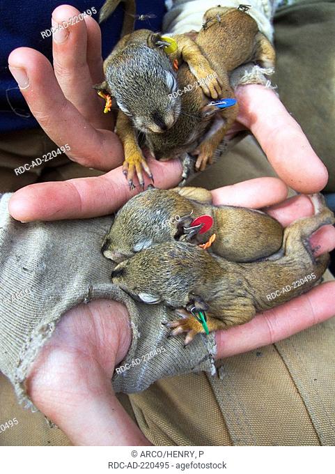 Young Red Squirrels with ear tags, Kluane national park, Yukon, Canada, Tamiasciurus hudsonicus