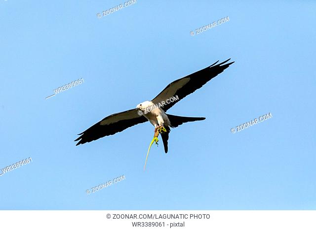 Flying swallow-tailed kite Elanoides forficatus with a Cuban knight anole in its clutches in Naples, Florida