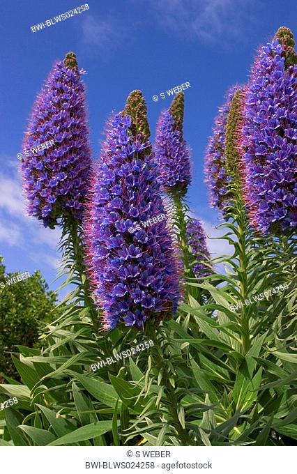 pride of Madeira, tower of jewels Echium candicans, Echium fastuosum, blooming plant, Great Ocean Road