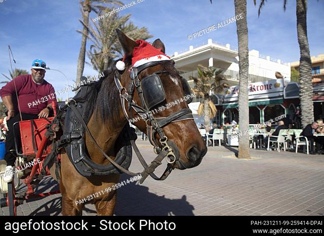 11 December 2023, Spain, Palma: A horse wearing a Santa hat stands next to a restaurant on Arenal beach on a sunny day with a record temperature of 24 degrees...